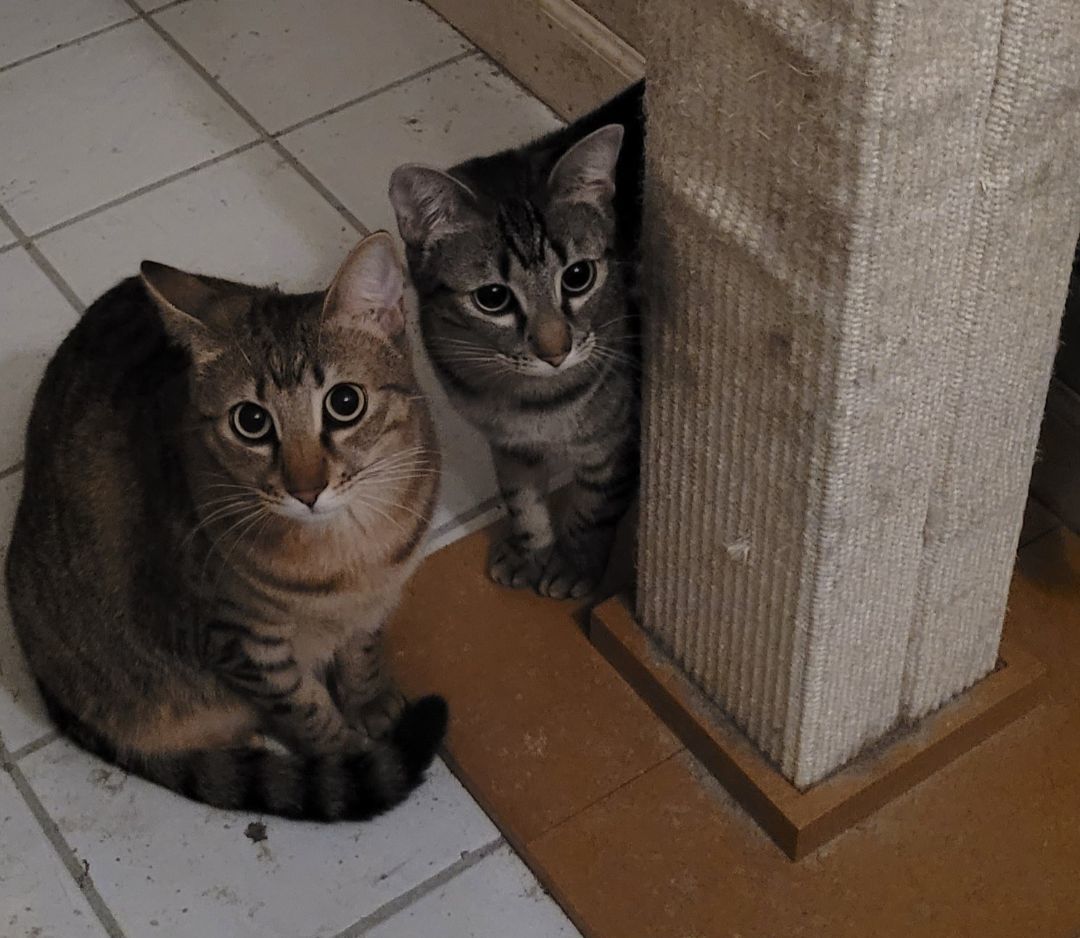 Ginger (Bonded with Emma), Adoptable, Adult Female Domestic Short Hair & Tabby.