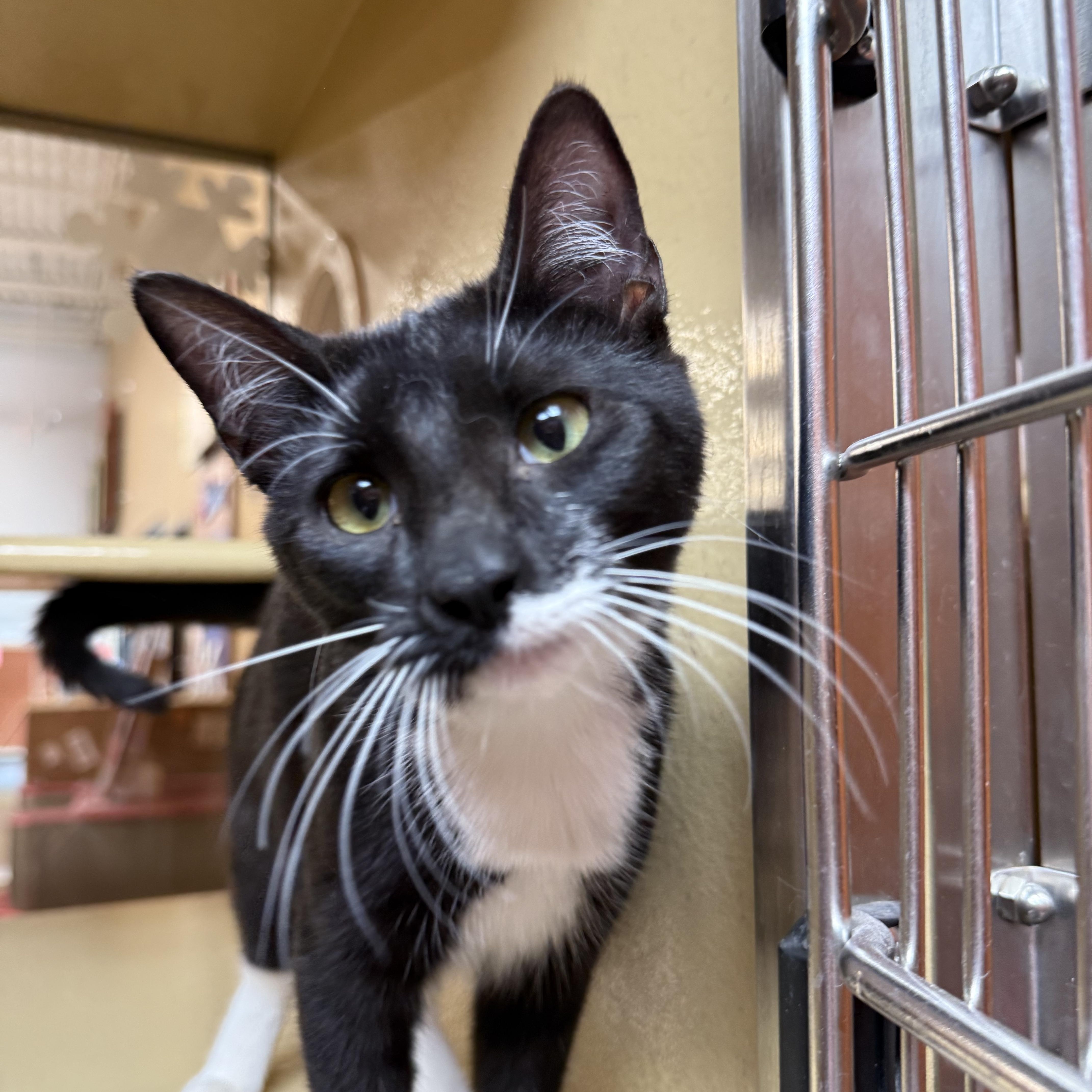 Enlarge Evonie OR14162-T, an adoptable mixed breed in Beaverton, OR image 2/5