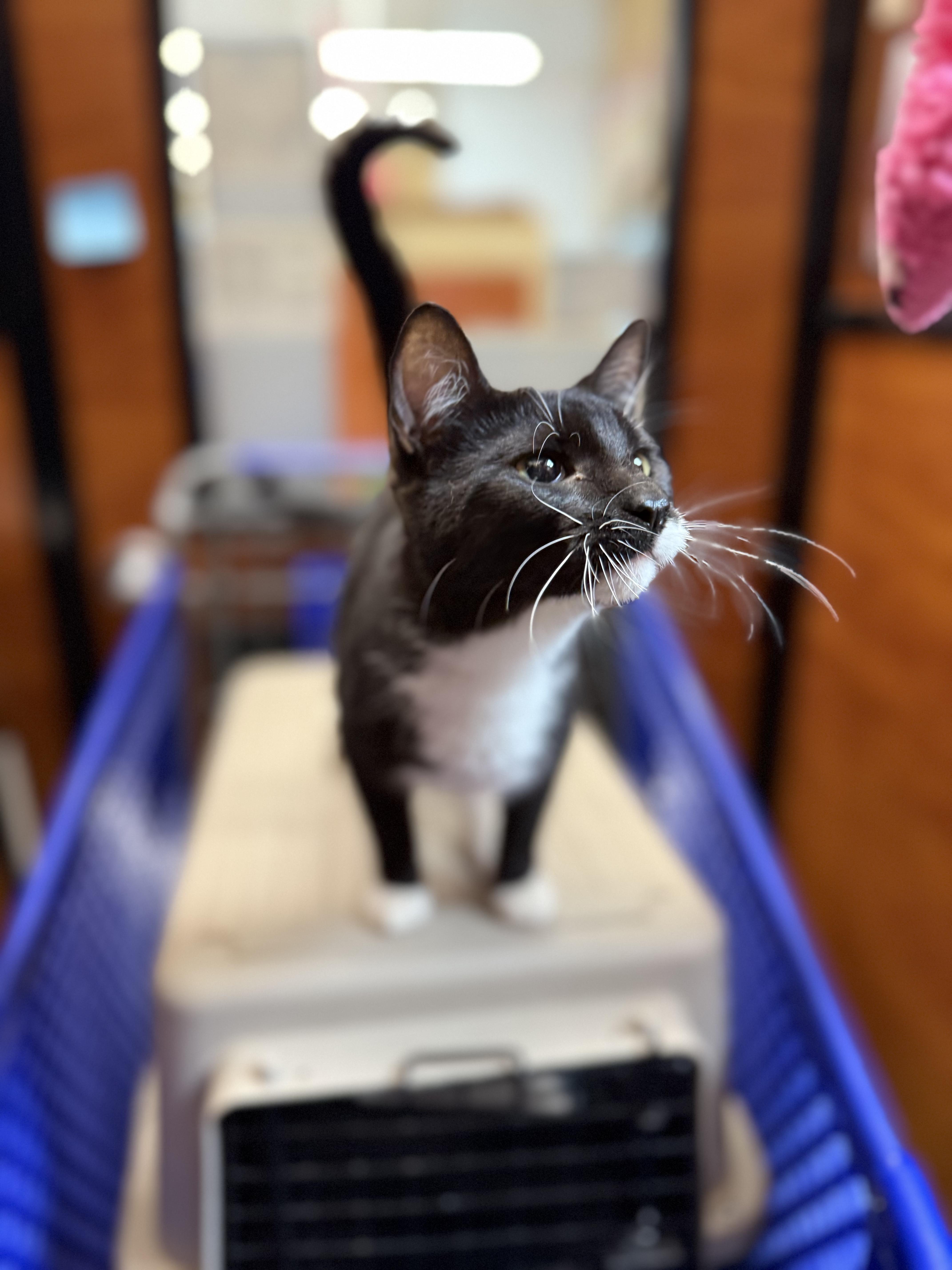 Enlarge Evonie OR14162-T, an adoptable mixed breed in Beaverton, OR image 3/5