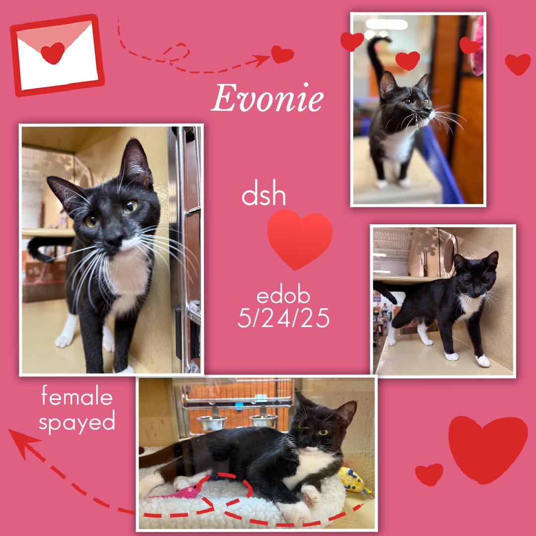 Evonie OR14162-T, adoptable, Kitten Female Domestic Short Hair & Tabby.