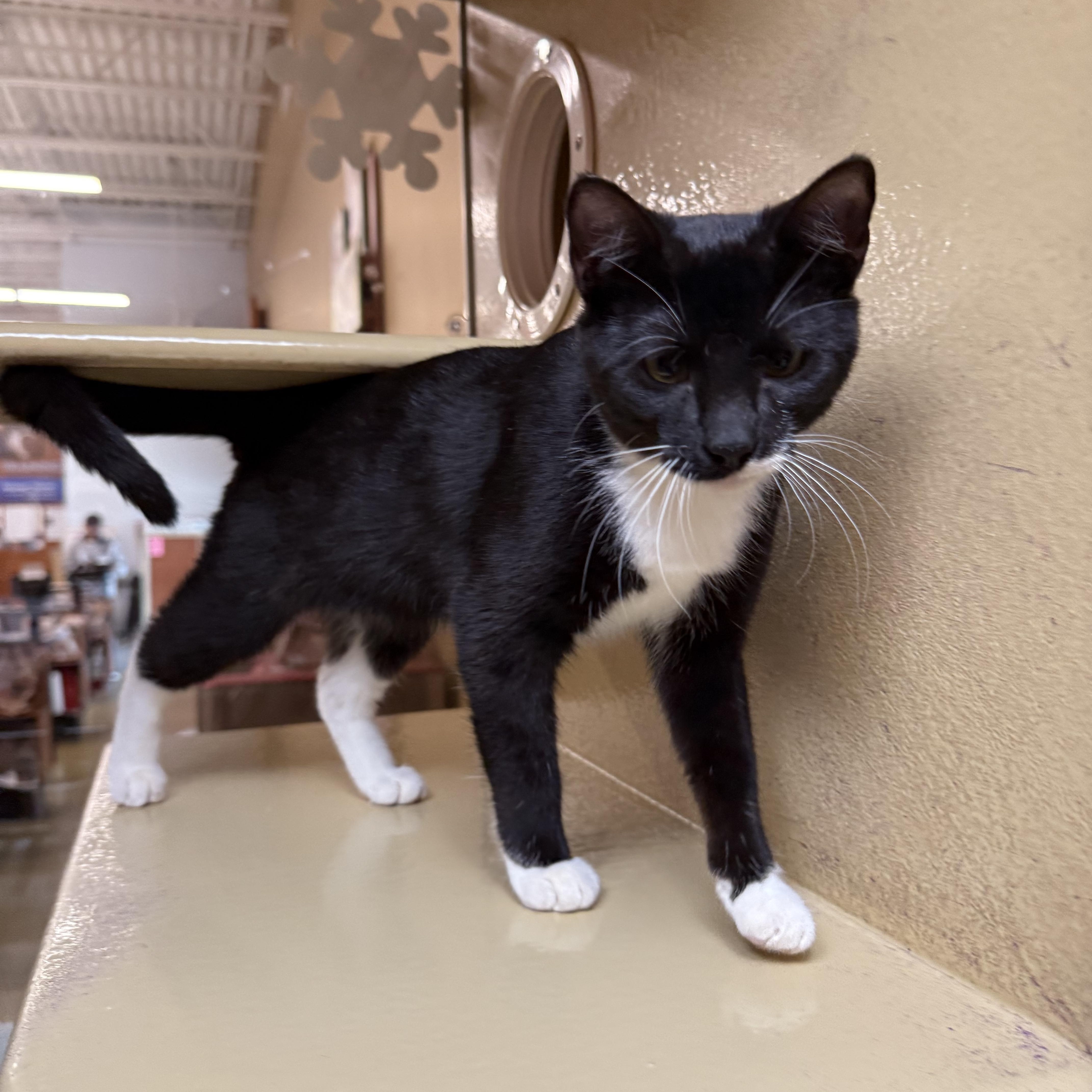 Enlarge Evonie OR14162-T, an adoptable mixed breed in Beaverton, OR image 4/5