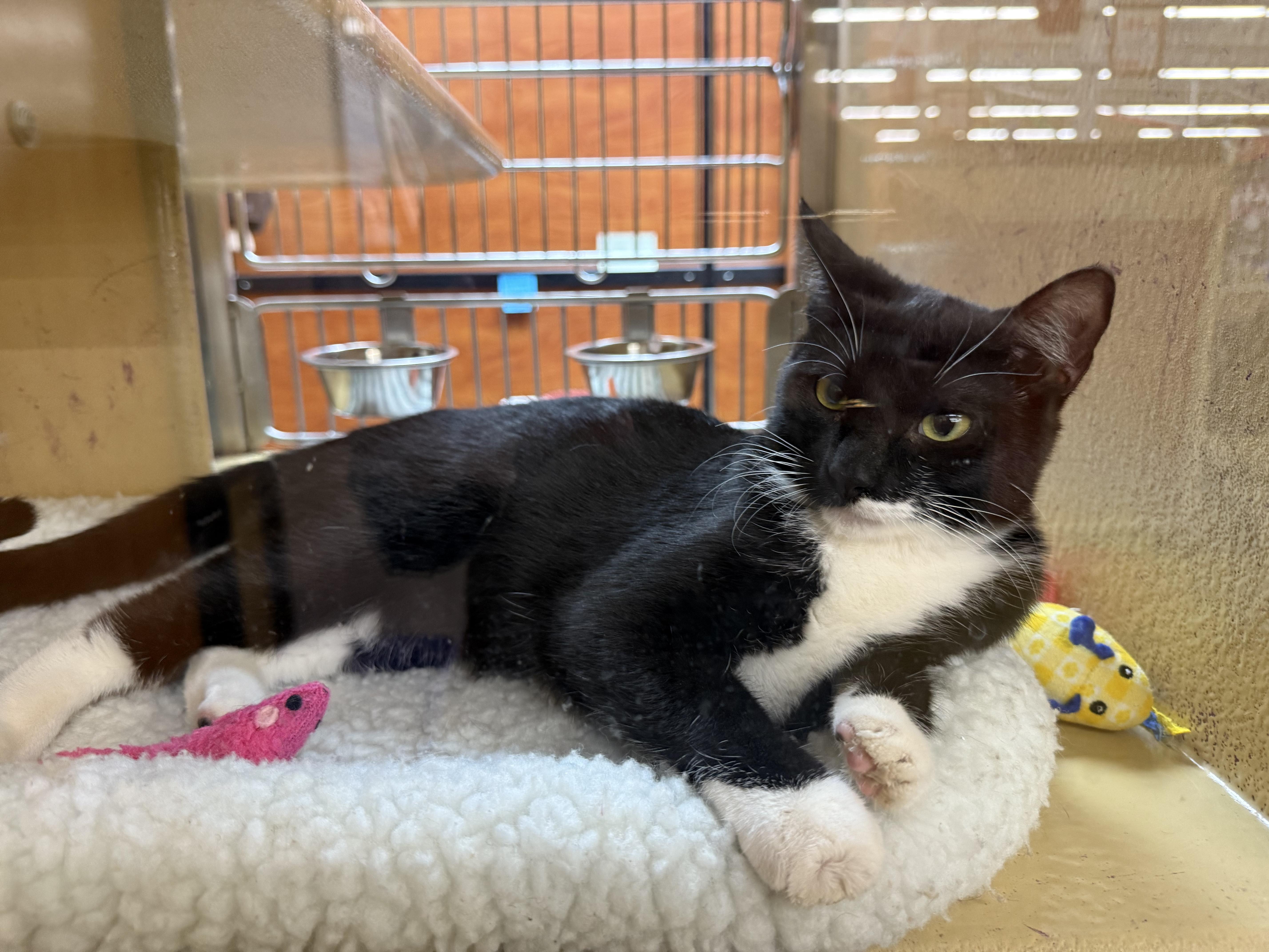 Enlarge Evonie OR14162-T, an adoptable mixed breed in Beaverton, OR image 5/5