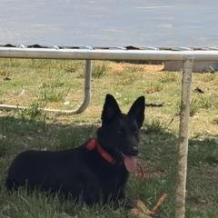 RIP, ADOPTABLE, Adult Male German Shepherd Dog.
