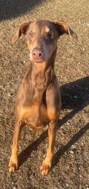 Darcy, Adoptable, Adult Female Doberman Pinscher.