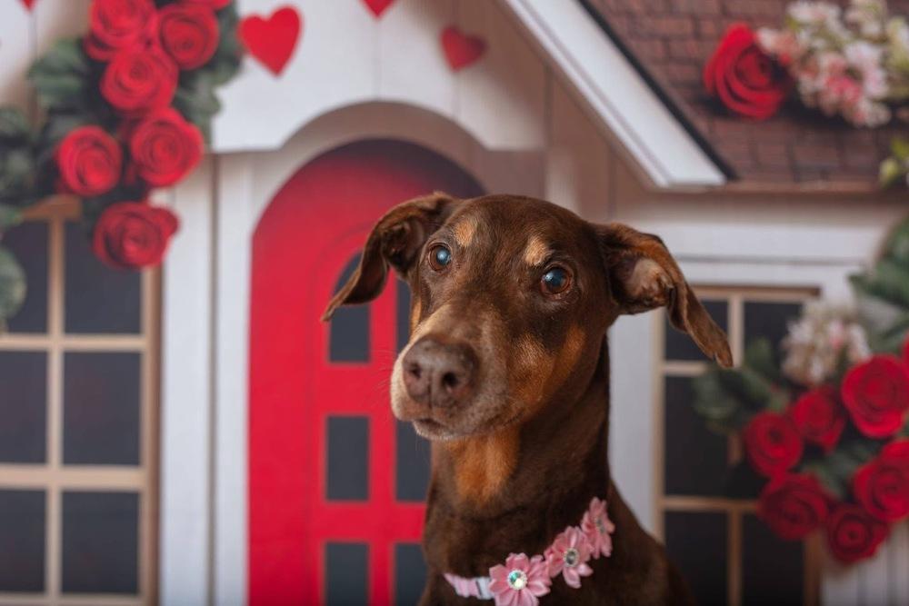 Enlarge Darcy, a Adoptable mixed breed in WARNER ROBINS, GA image 2/6