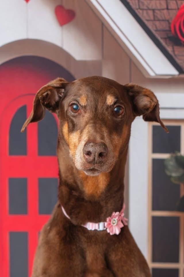 Enlarge Darcy, a Adoptable mixed breed in WARNER ROBINS, GA image 6/6