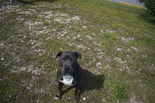 Enlarge PHOENIX, a Adoptable mixed breed in Panama City, FL image 1/1