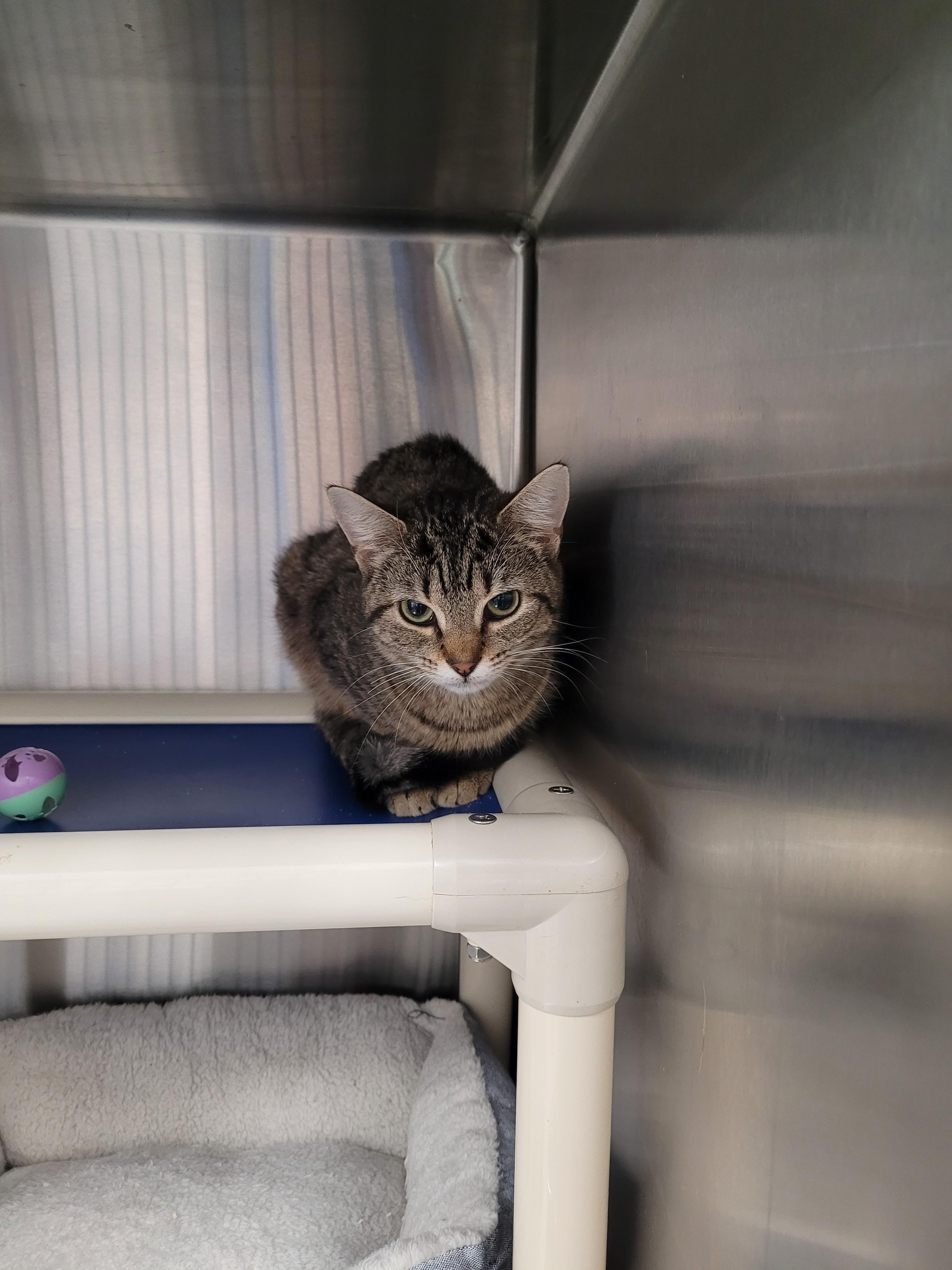 Enlarge Iris, a Adoptable Domestic Short Hair in North Attleboro, MA image 3/3