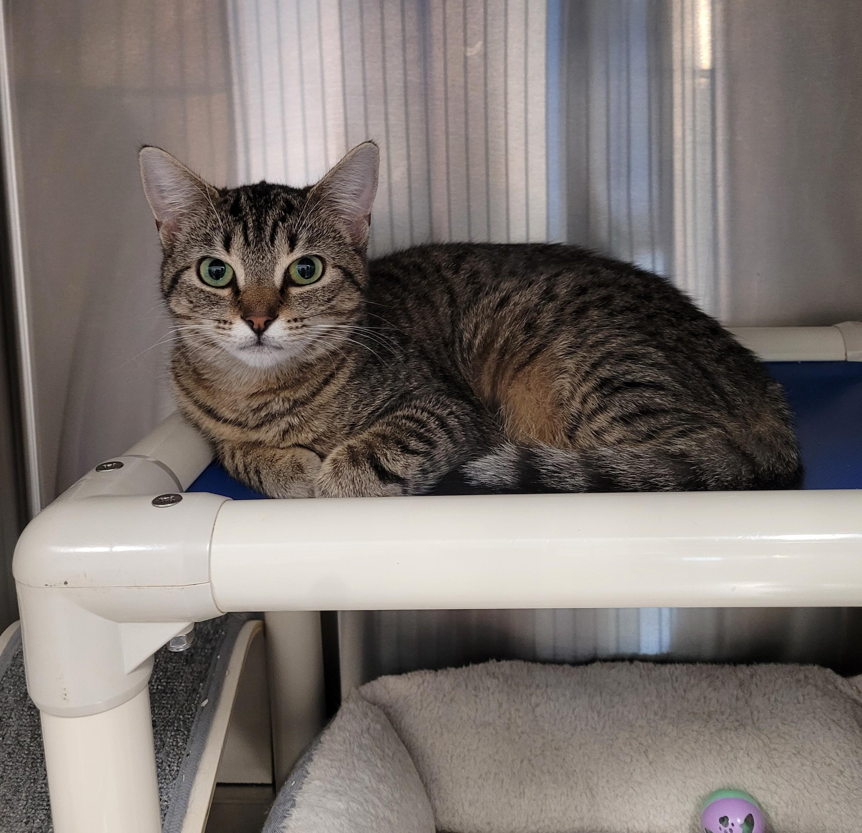 Enlarge Iris, a Adoptable Domestic Short Hair in North Attleboro, MA image 1/3