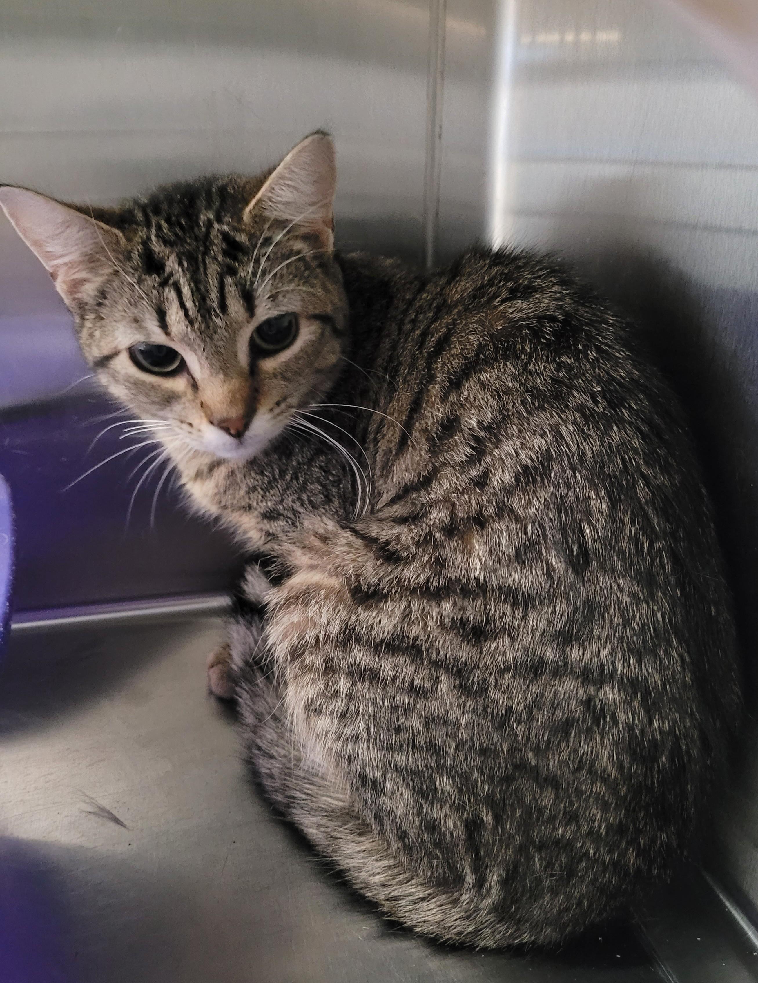 Enlarge Iris, a Adoptable Domestic Short Hair in North Attleboro, MA image 2/3