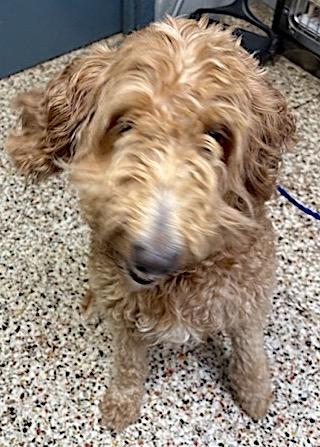 Charlotte Autumn, Adopted, Adult Female Goldendoodle.