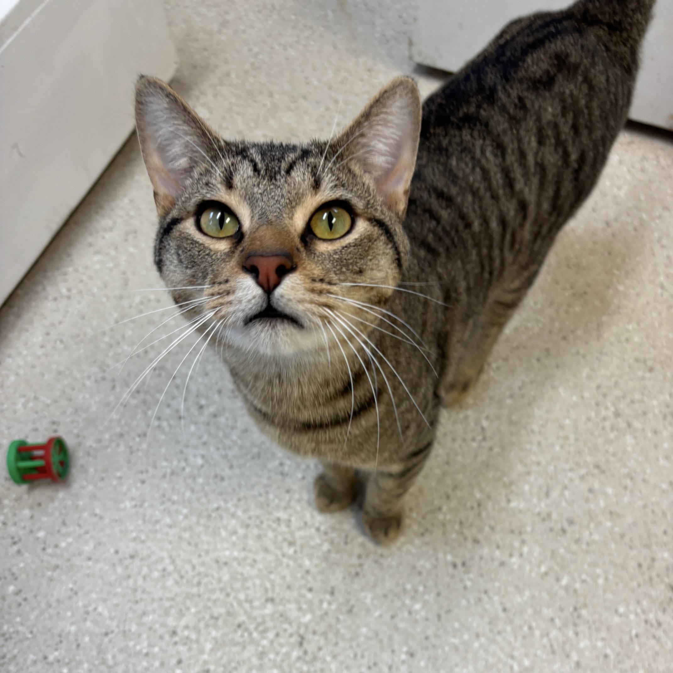 Enlarge Vincent (FeLV+), a ADOPTABLE Domestic Short Hair in Cincinnati, OH image 3/6
