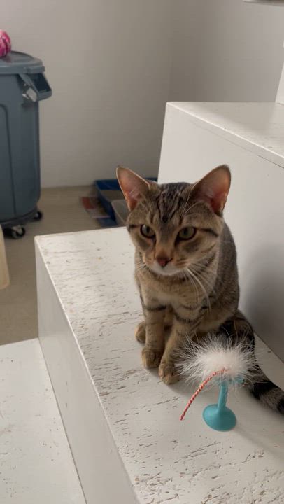 Enlarge Vincent (FeLV+), a ADOPTABLE Domestic Short Hair in Cincinnati, OH video 6/6