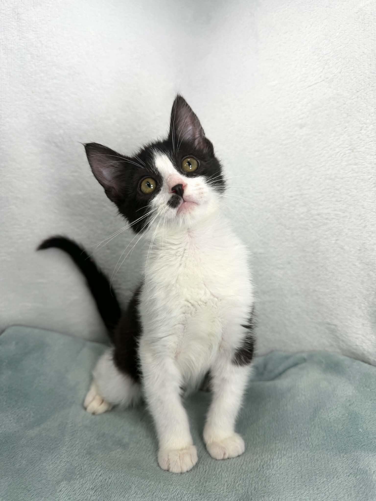 Enlarge Pistachio, a ADOPTABLE Tuxedo in Tavares, FL image 1/1