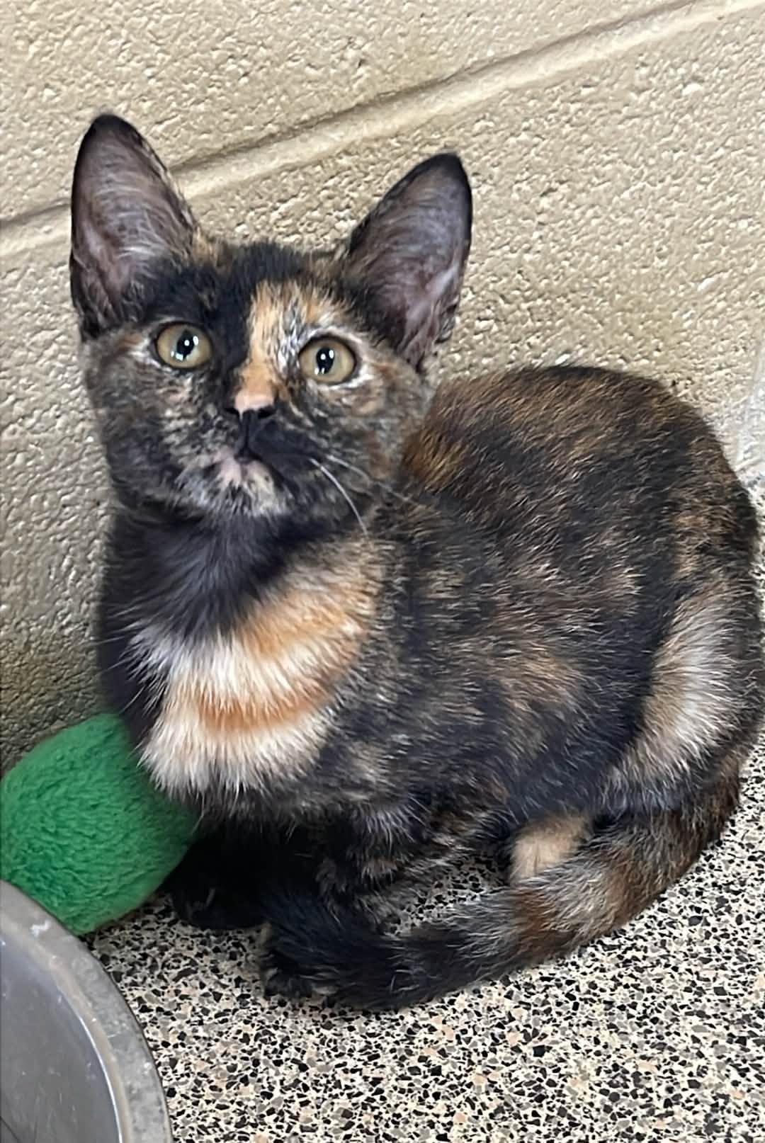 Kenya, adopted, Kitten Female Domestic Short Hair.