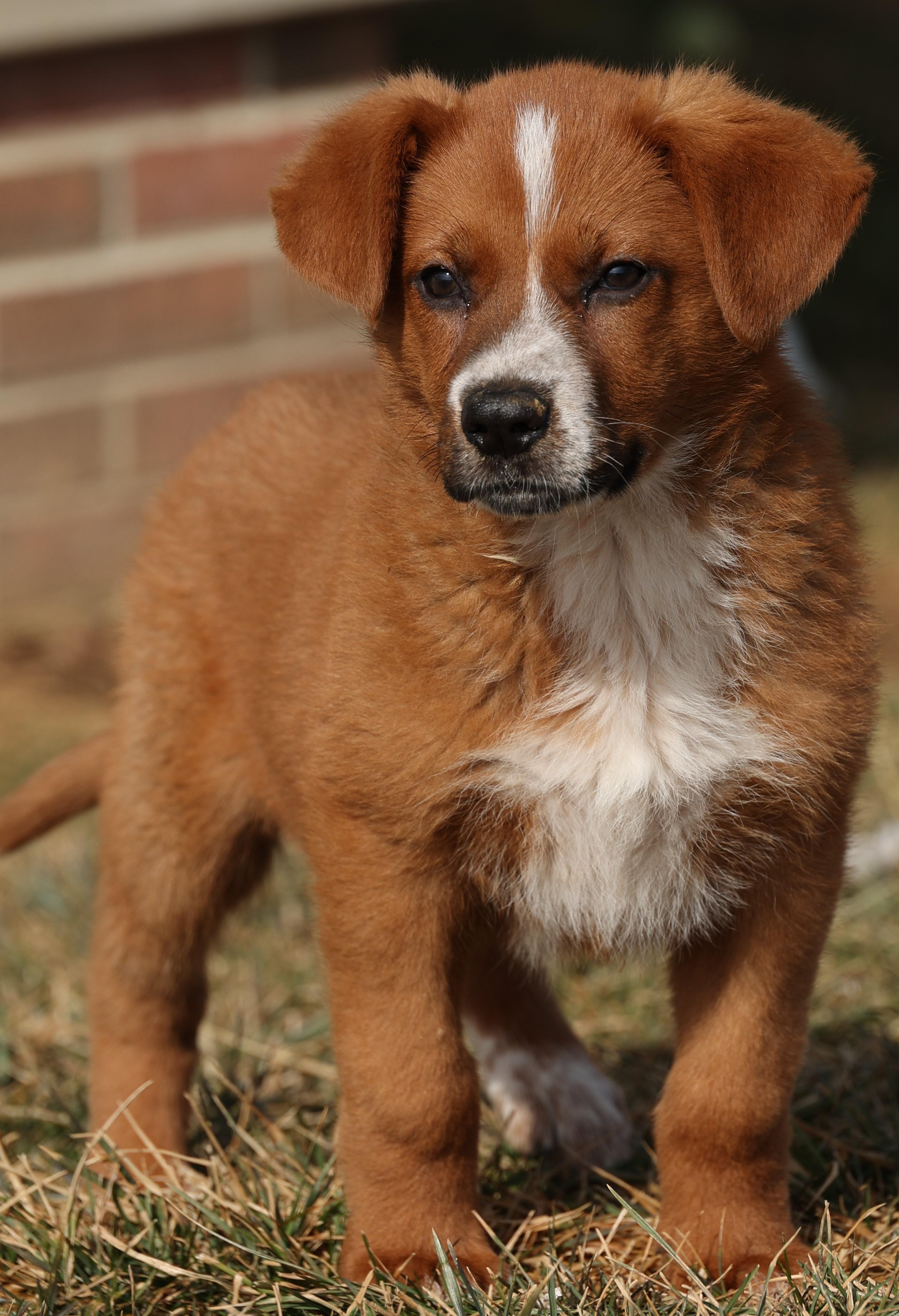 Fiona-Available! www.lhar.dog to apply!, an adoptable mixed breed in Frederick, MD image 3/6