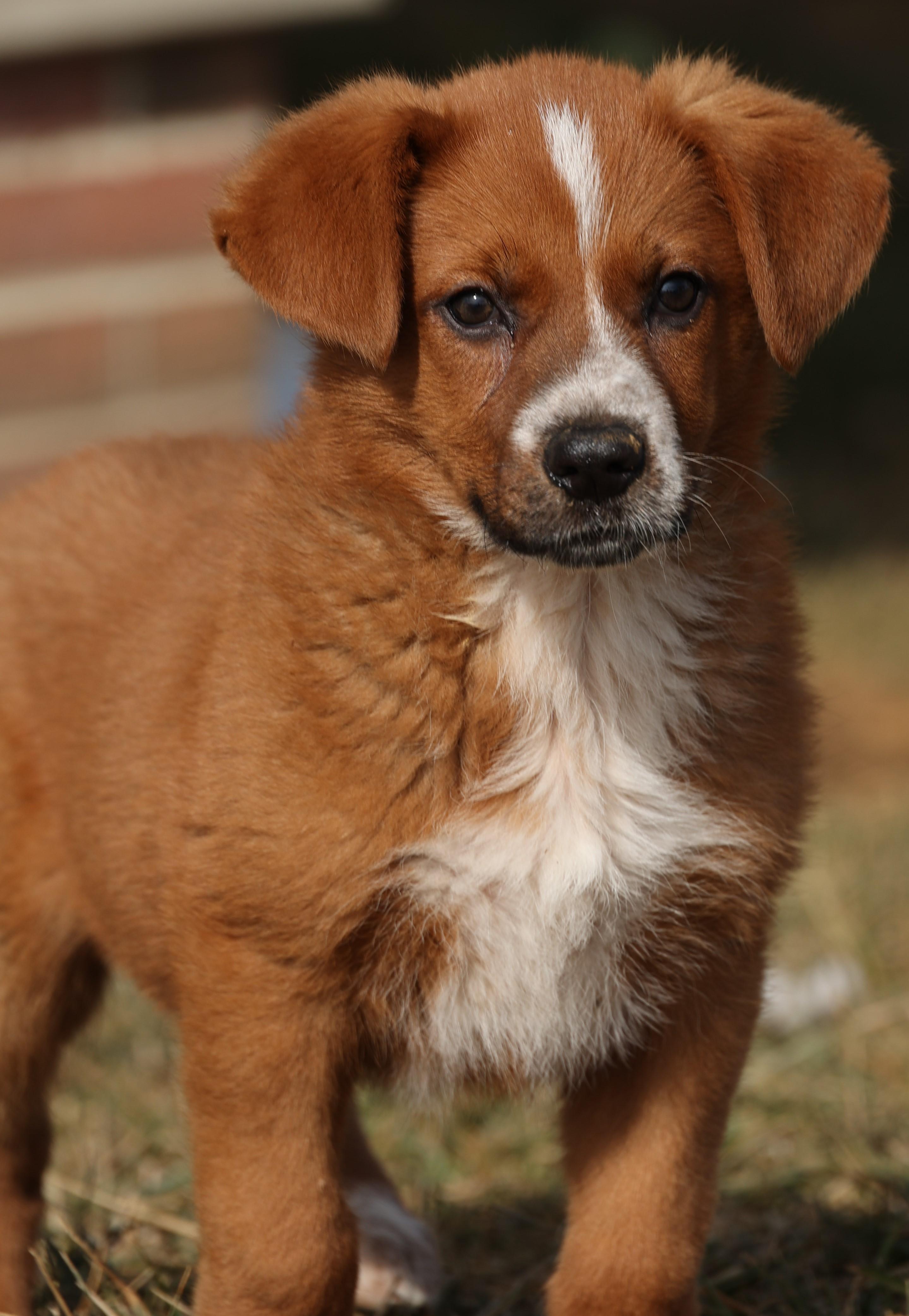 Fiona-Available! www.lhar.dog to apply!, an adoptable mixed breed in Frederick, MD image 5/6