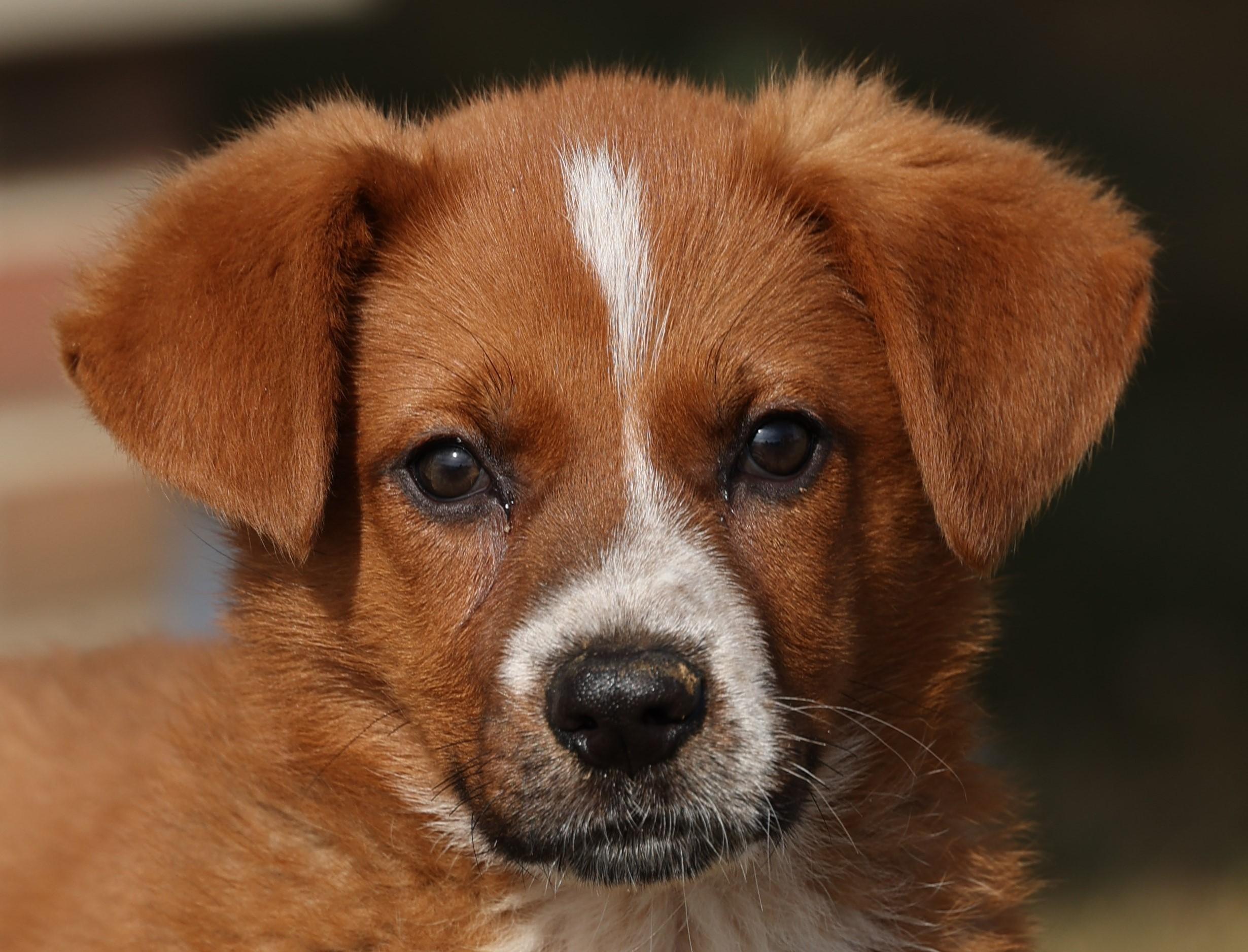 Fiona-Available! www.lhar.dog to apply!, an adoptable mixed breed in Frederick, MD image 4/6