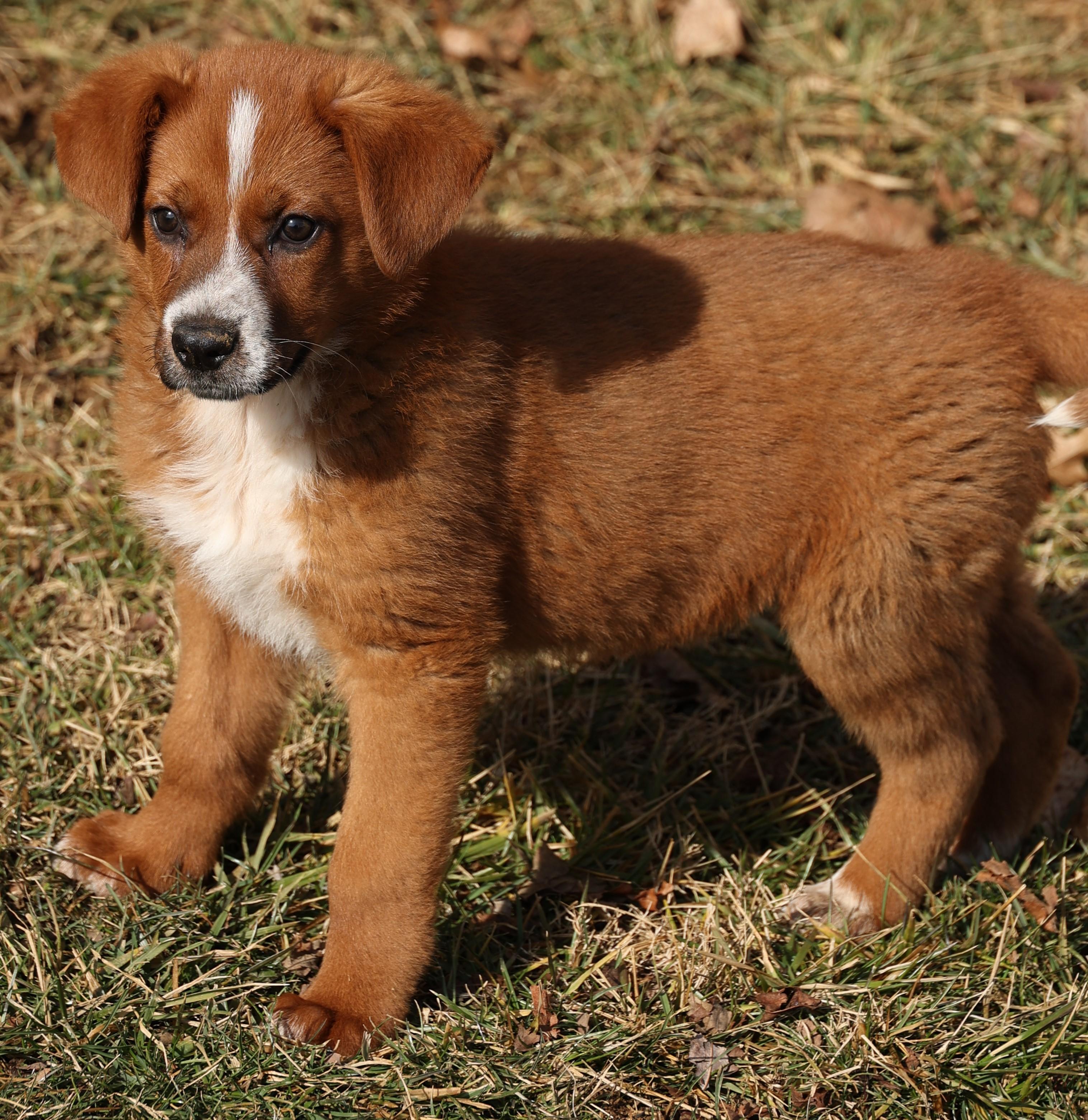 Fiona-Available 2/21@Petsmart! www.lhar.dog to apply!, adoptable, Puppy Female Shepherd & Australian Cattle Dog / Blue Heeler.