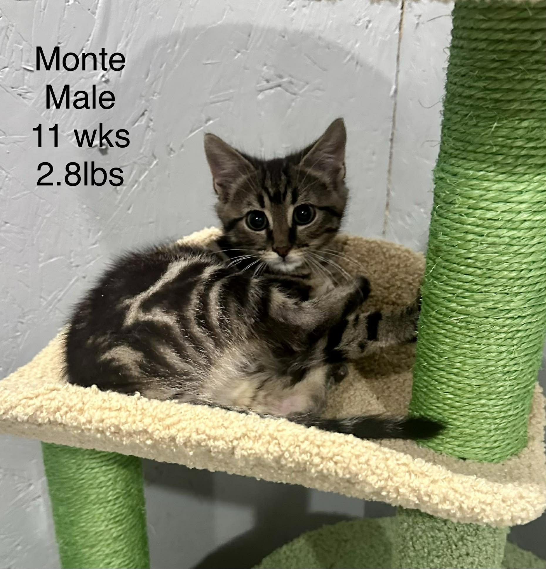 Enlarge Monte - Playful and sweet, a Adoptable Domestic Short Hair in Racine, WI image 1/6