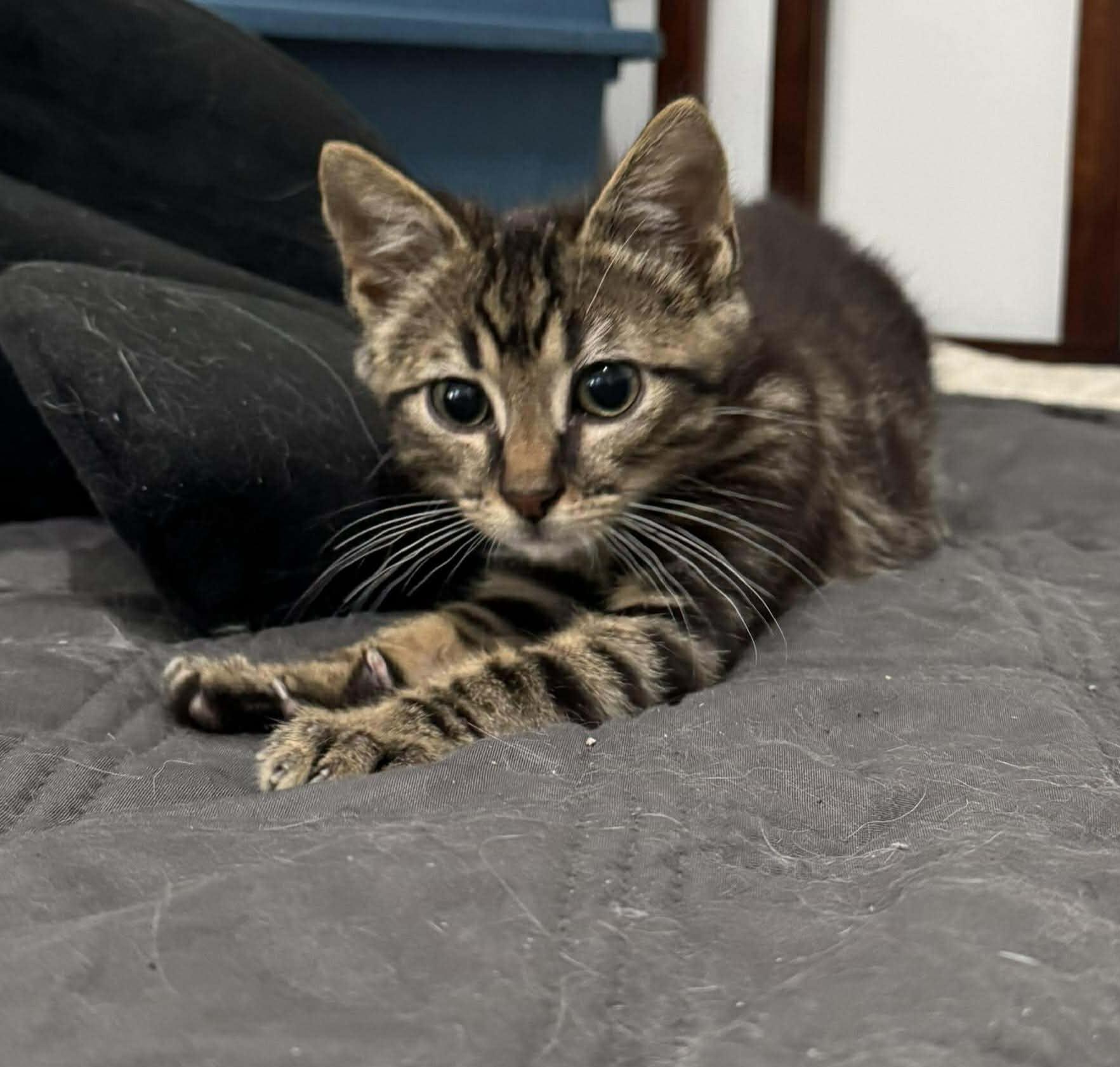 Enlarge Monte - Playful and sweet, a Adoptable Domestic Short Hair in Racine, WI image 3/6