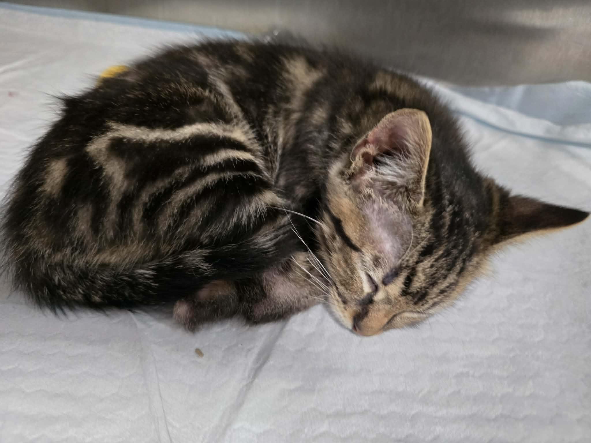 Enlarge Monte - Playful and sweet, a Adoptable Domestic Short Hair in Racine, WI image 6/6