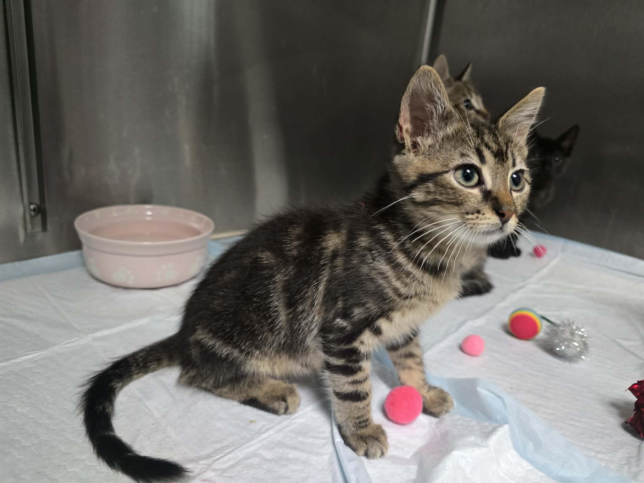 Enlarge Monte - Playful and sweet, a Adoptable Domestic Short Hair in Racine, WI image 4/6