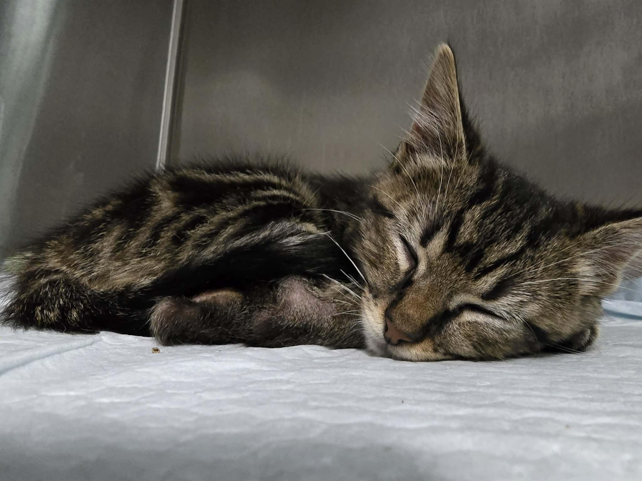 Enlarge Monte - Playful and sweet, a Adoptable Domestic Short Hair in Racine, WI image 5/6