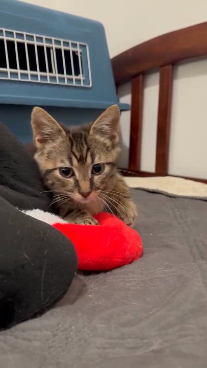 Enlarge Monte - Playful and sweet, a Adoptable Domestic Short Hair in Racine, WI video 2/6