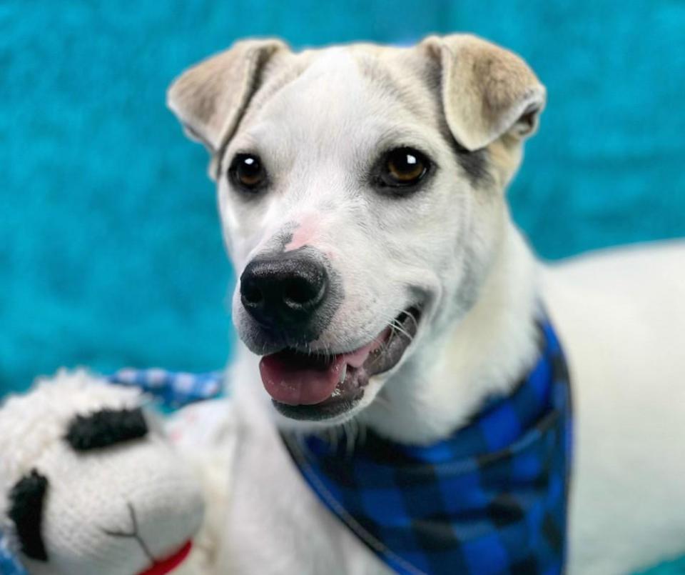 Titus - little ears and a BIG heart! Such a good boy!