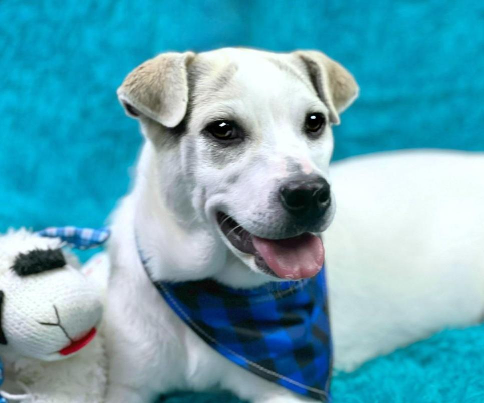 Titus - little ears and a BIG heart! Such a good boy!