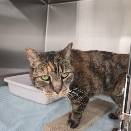 Kitty, a Adoptable Domestic Short Hair in New Hope, PA image 1/3