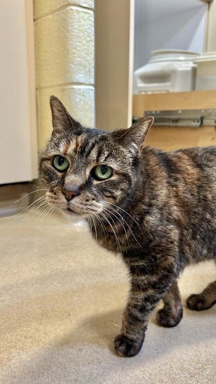 Kitty, a Adoptable Domestic Short Hair in New Hope, PA image 1/3