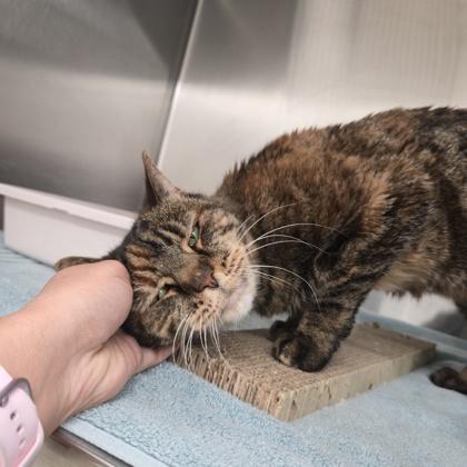 Kitty, a Adoptable Domestic Short Hair in New Hope, PA image 2/3