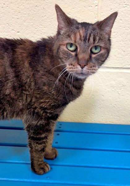 Kitty, a Adoptable Domestic Short Hair in New Hope, PA image 2/3