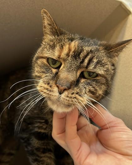 Kitty, a Adoptable Domestic Short Hair in New Hope, PA image 3/3