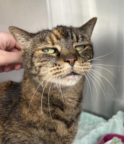 Kitty, a Adoptable Domestic Short Hair in New Hope, PA image 3/3