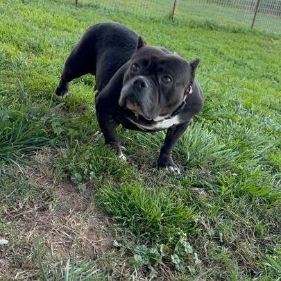 Enlarge Bitsy Boo, a Adoptable English Bulldog in Turlock, CA image 1/6