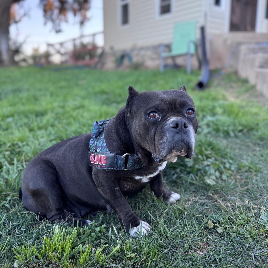Enlarge Bitsy Boo, a Adoptable English Bulldog in Turlock, CA image 2/6