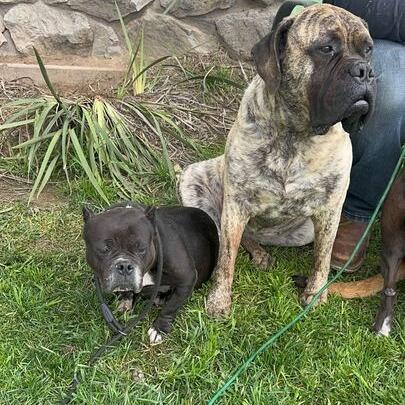 Enlarge Bitsy Boo, a Adoptable English Bulldog in Turlock, CA image 3/6