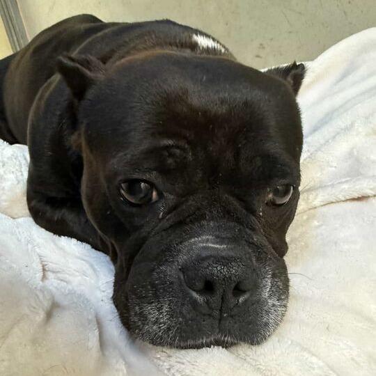 Enlarge Bitsy Boo, a Adoptable English Bulldog in Turlock, CA image 4/6