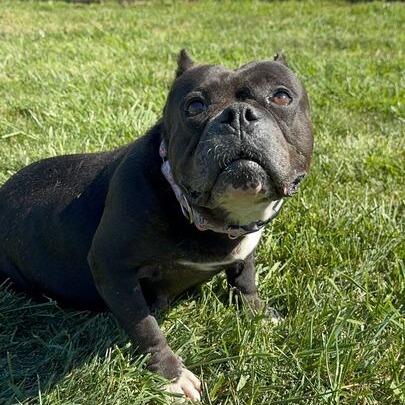 Enlarge Bitsy Boo, a Adoptable English Bulldog in Turlock, CA image 5/6