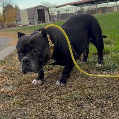 Enlarge Bitsy Boo, a Adoptable English Bulldog in Turlock, CA image 6/6