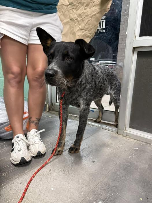 Fifty-One, adopted, Adult Male Australian Cattle Dog / Blue Heeler.