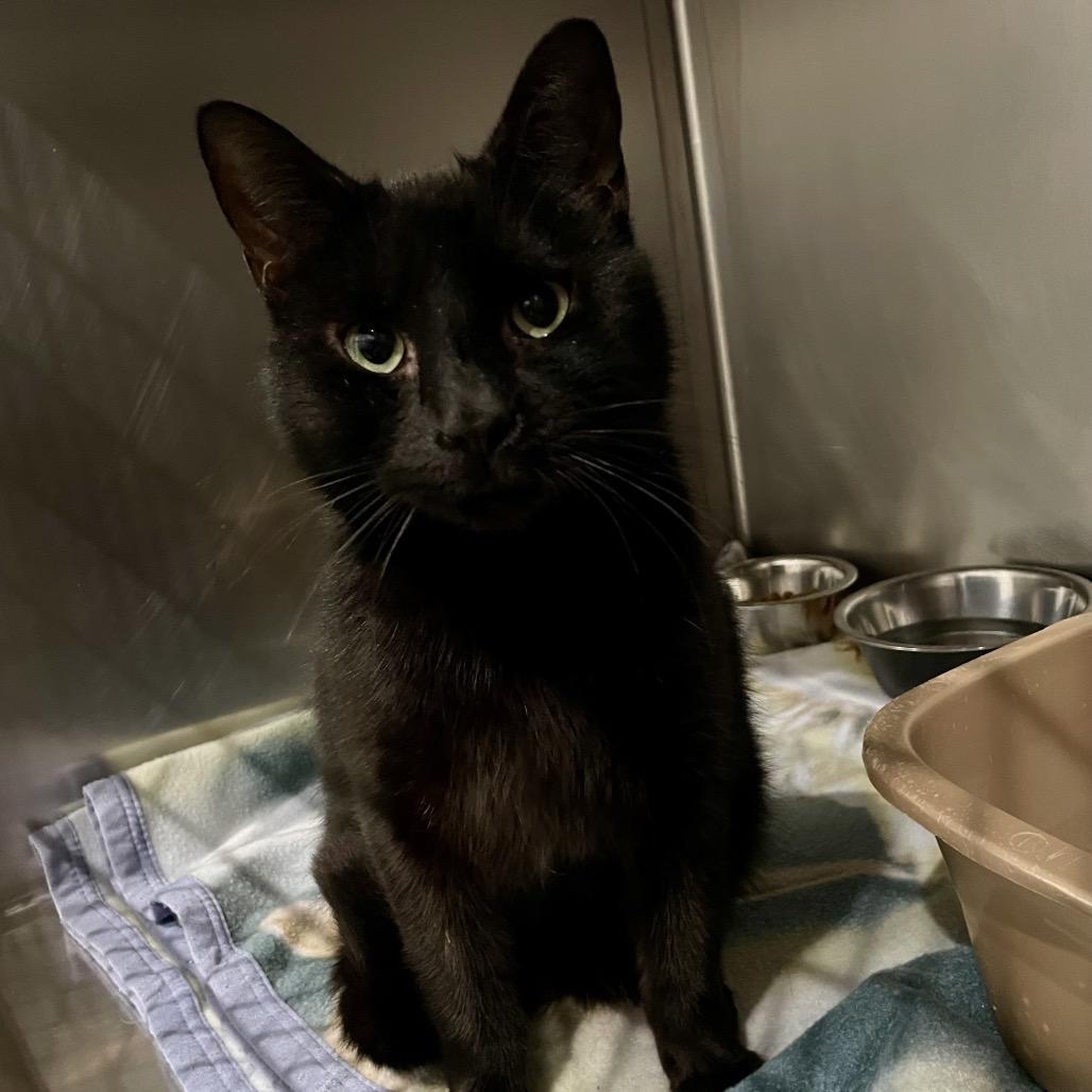 Vega, a Adoptable Domestic Short Hair in Fairmont, WV image 1/2