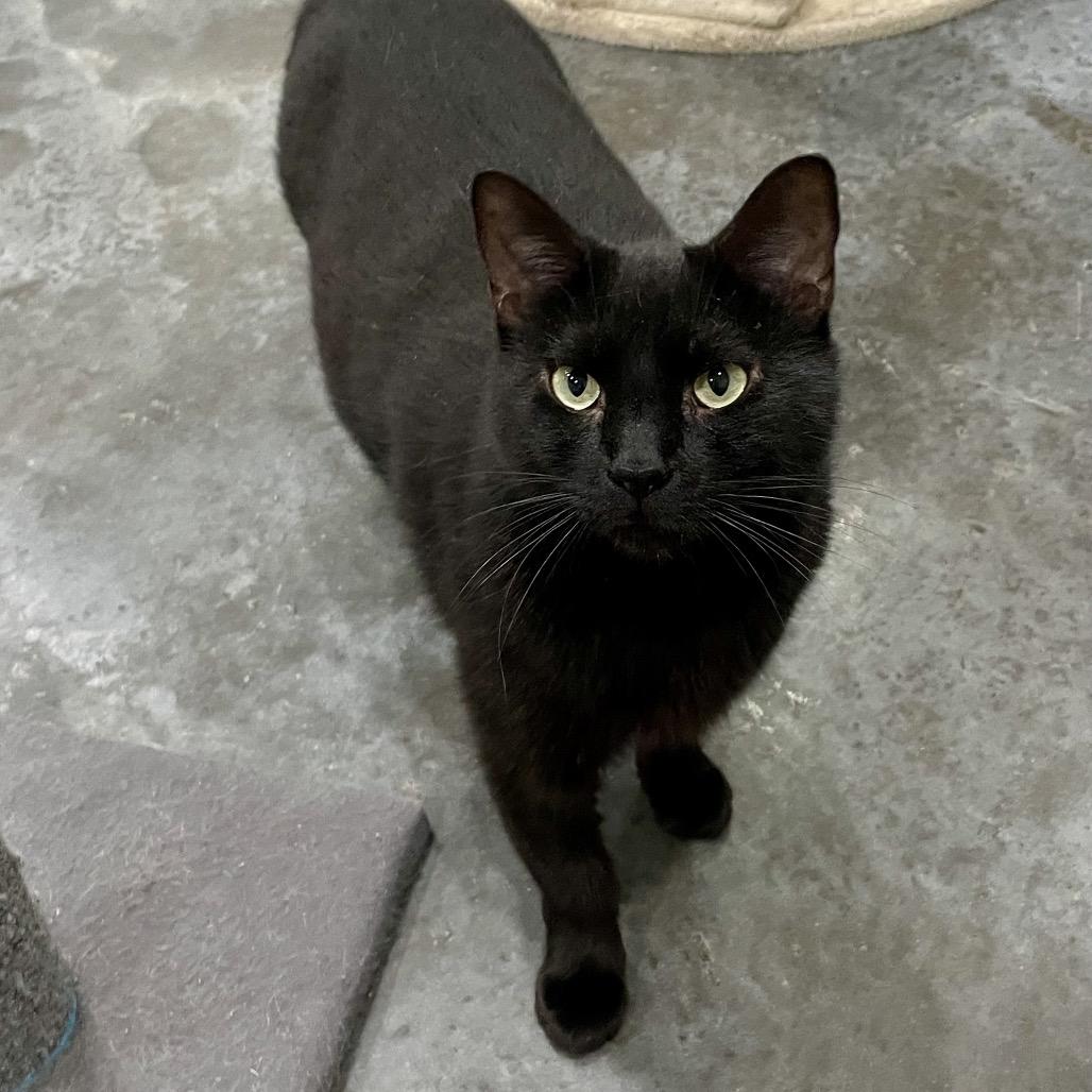 Vega, a Adoptable Domestic Short Hair in Fairmont, WV image 2/2