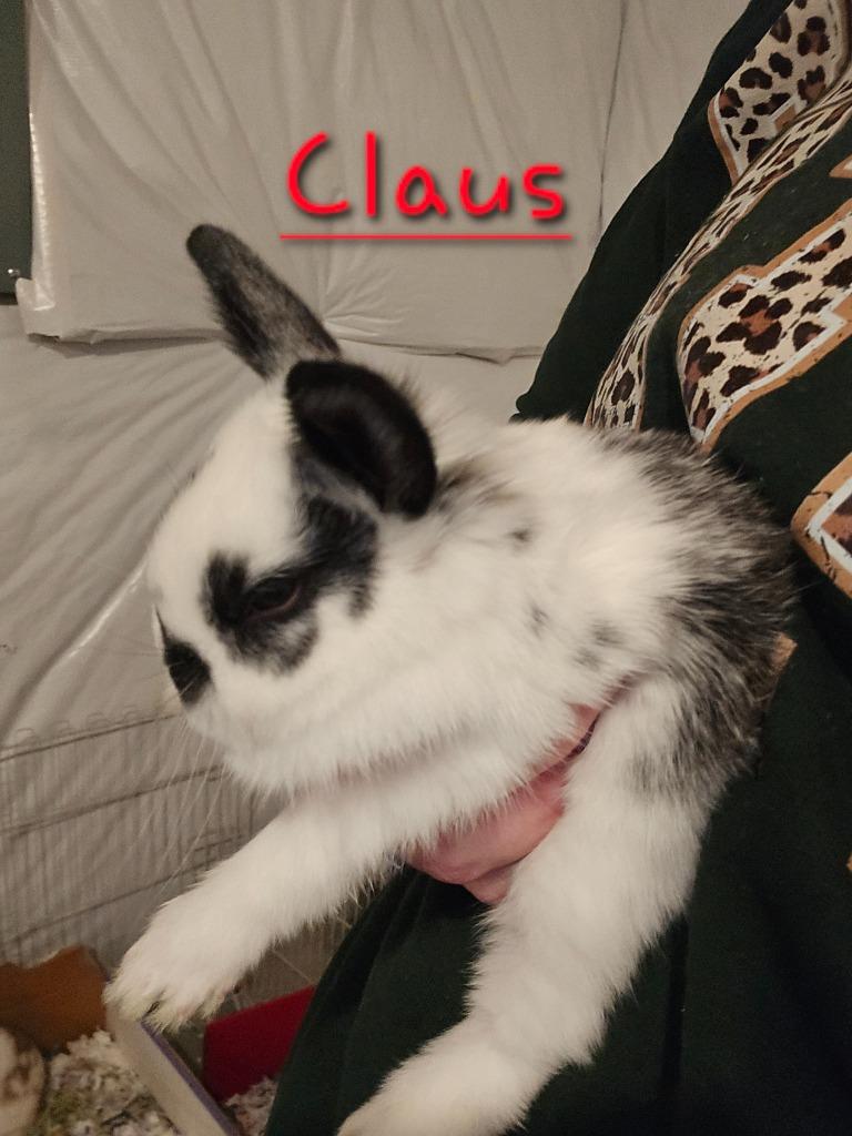 Claus, Adoptable, Baby Male Bunny Rabbit.