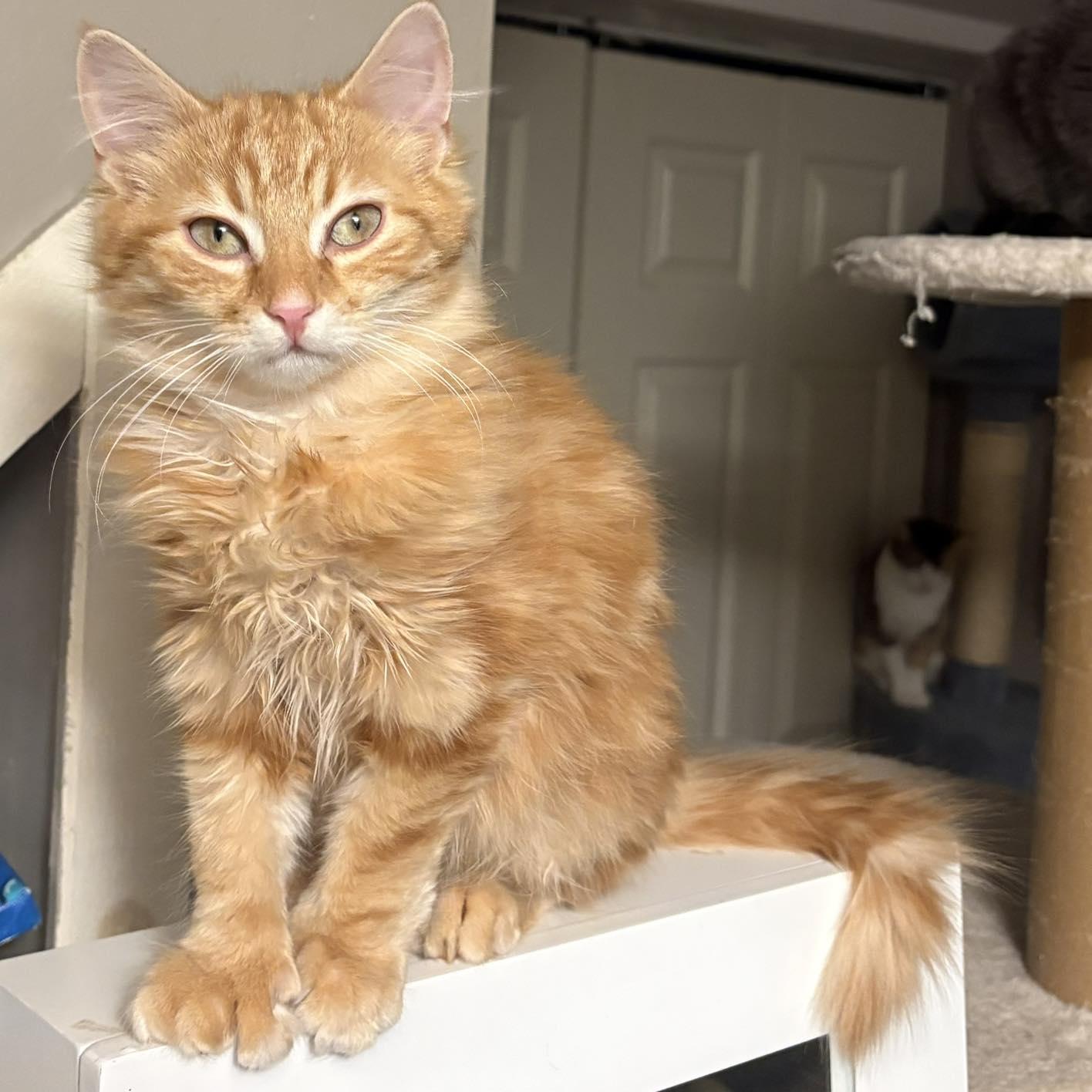 WALTER, adopted, Kitten Male Domestic Long Hair.