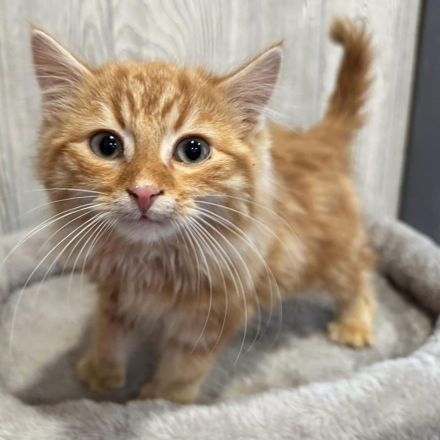 Enlarge WALTER, an adopted Domestic Long Hair in Tillsonburg, ON image 2/2