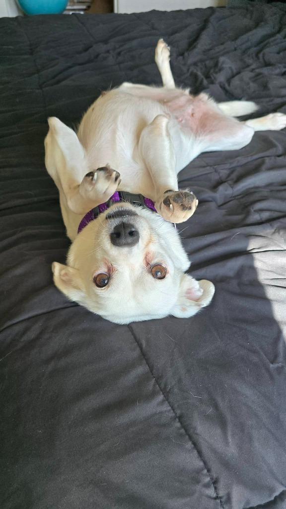 Aria, Adoptable, Adult Female Mixed Breed.